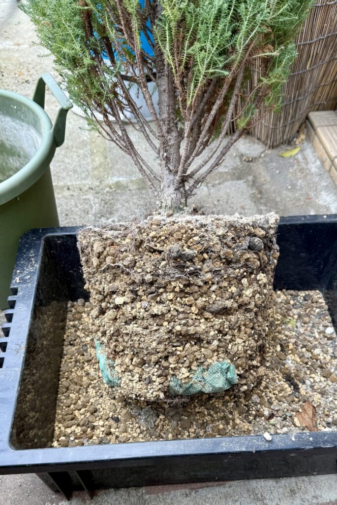 コニファー・シルバースター