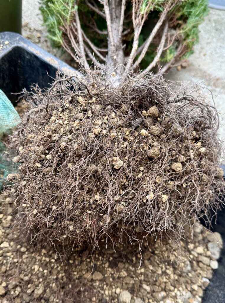 コニファー・シルバースター