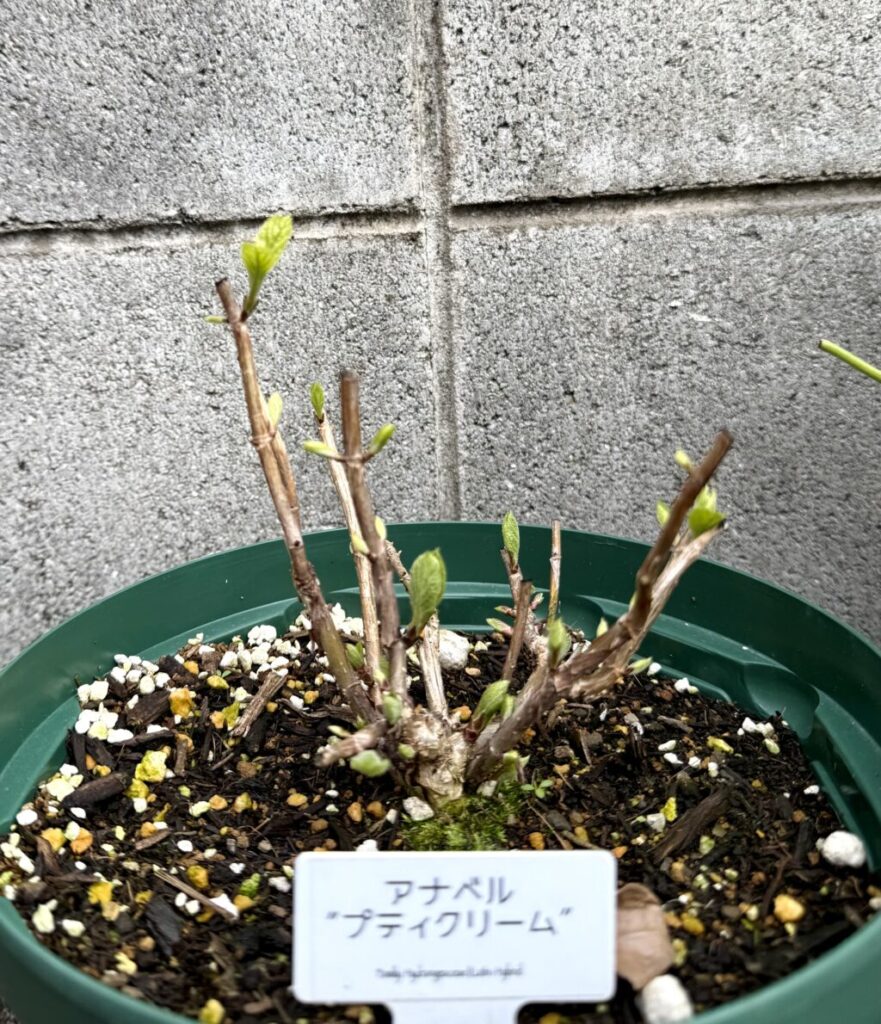 アナベル・プティクリーム