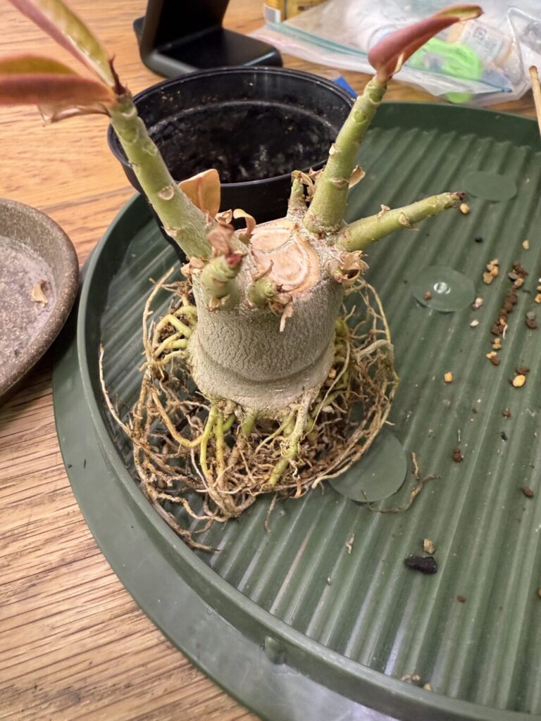 アデニウム・オベスム