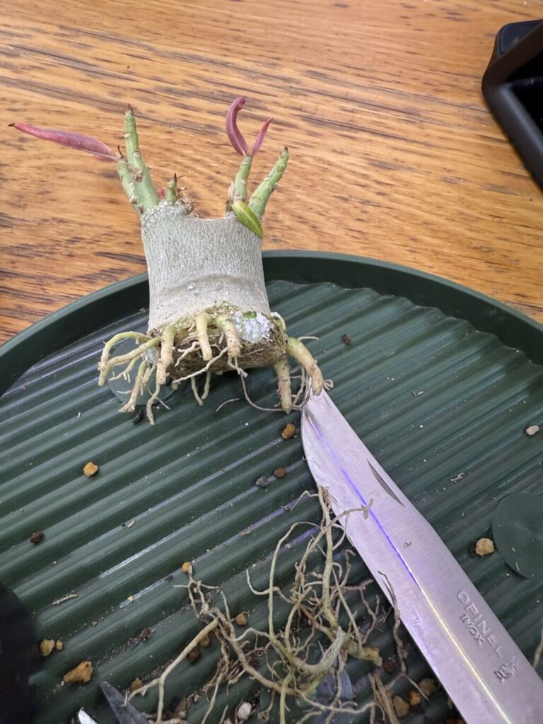 アデニウム・オベスム