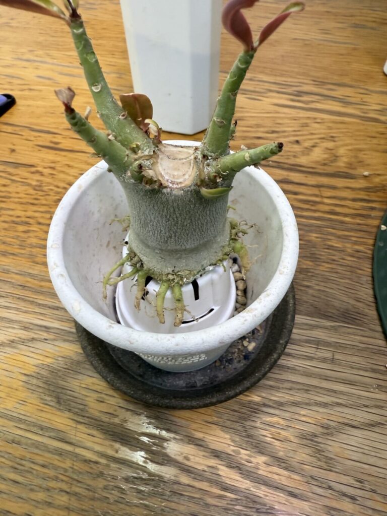 アデニウム・オベスム