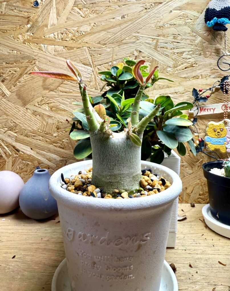 アデニウム・オベスム