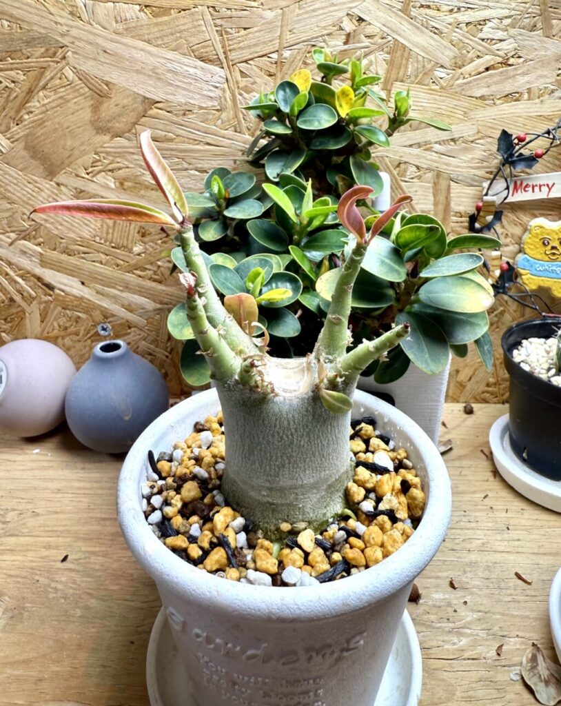 アデニウム・オベスム