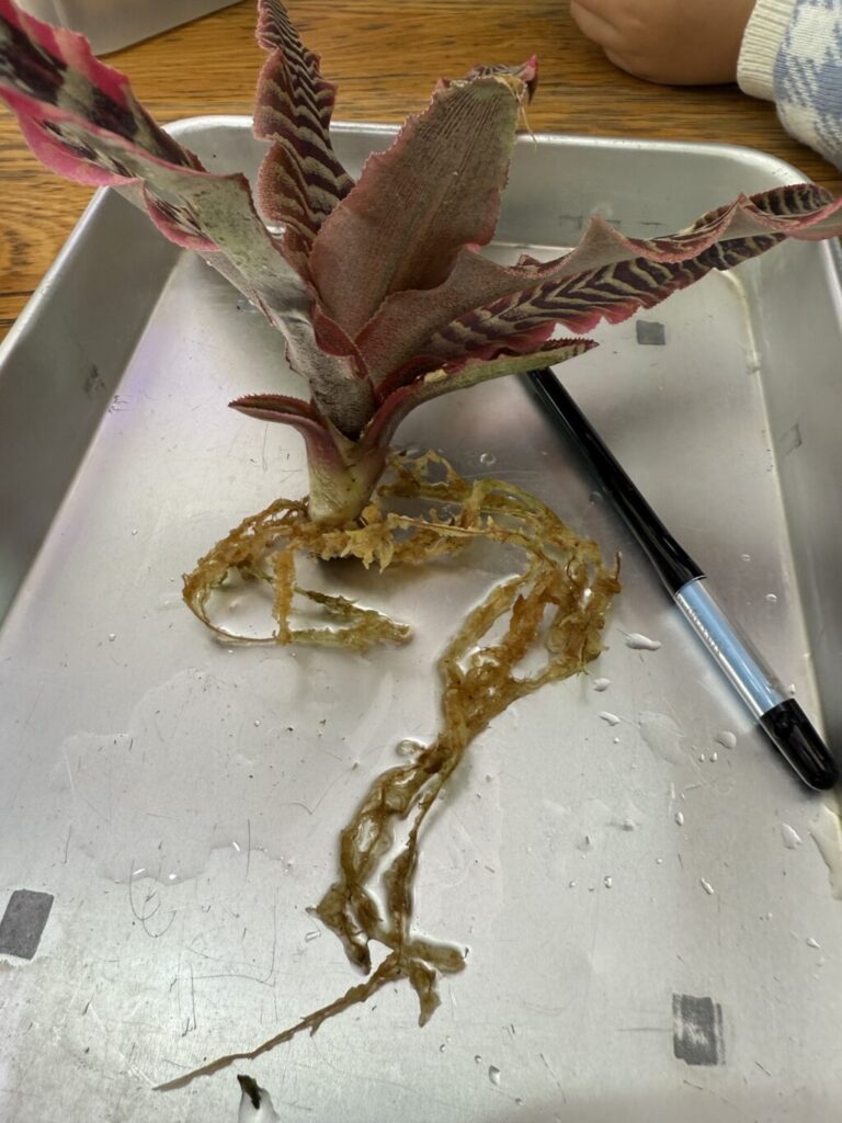 クリプタンサス・フォステリアナス″エレーヌ″