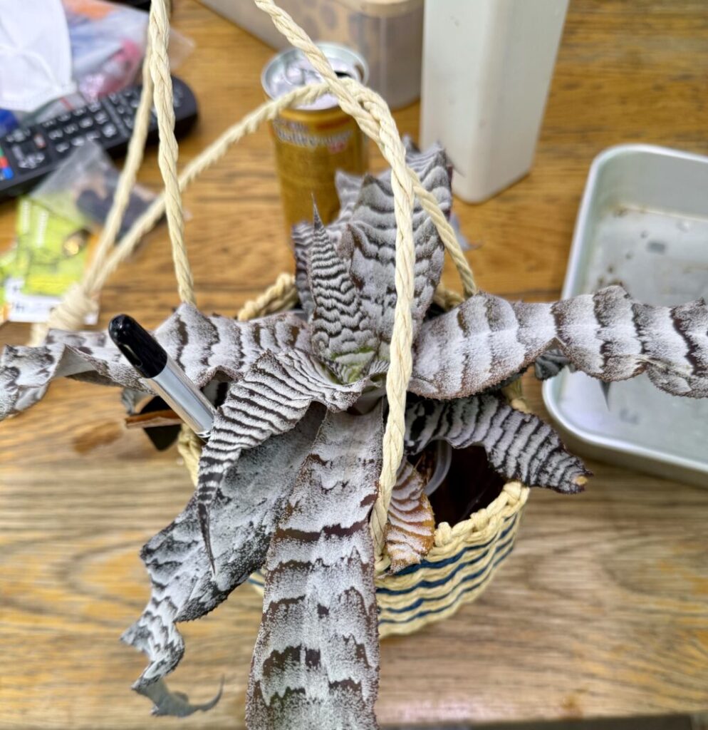 クリプタンサス・アブソリュートゼロ