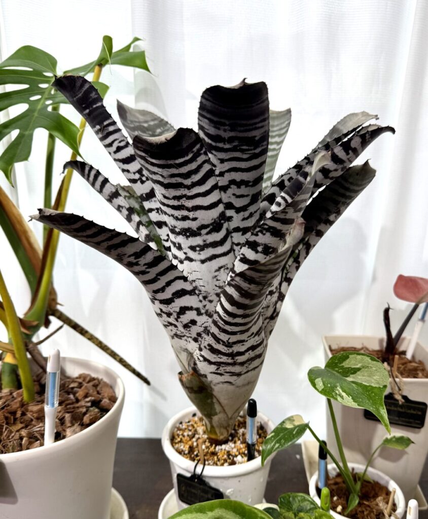 エクメア・チャンティニー″ブラックアイス″