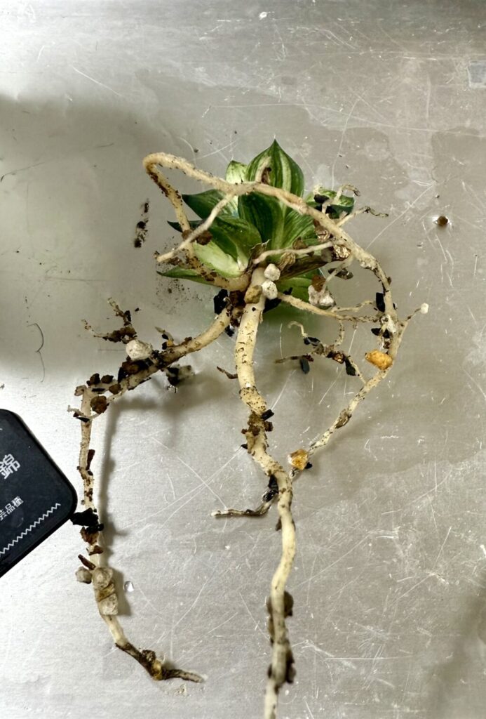 ハオルチア・旧氷砂糖