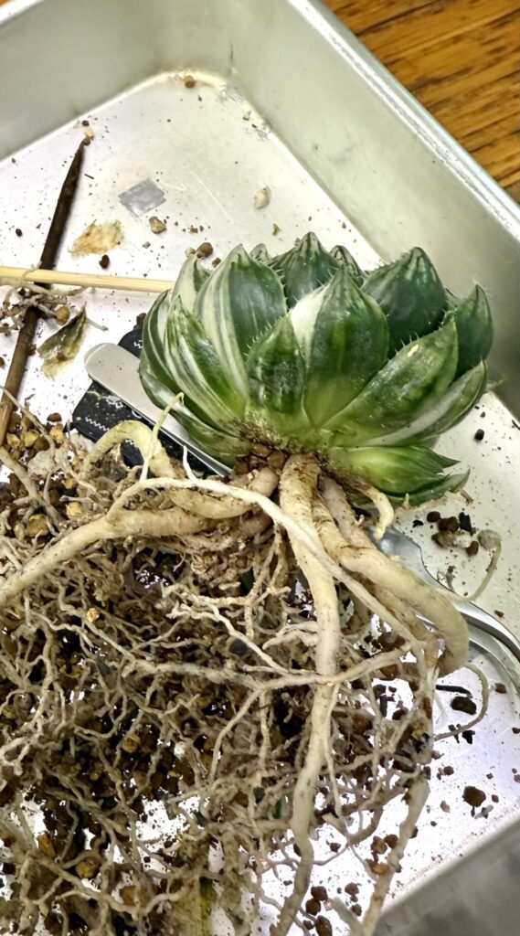 エメラルドLED錦