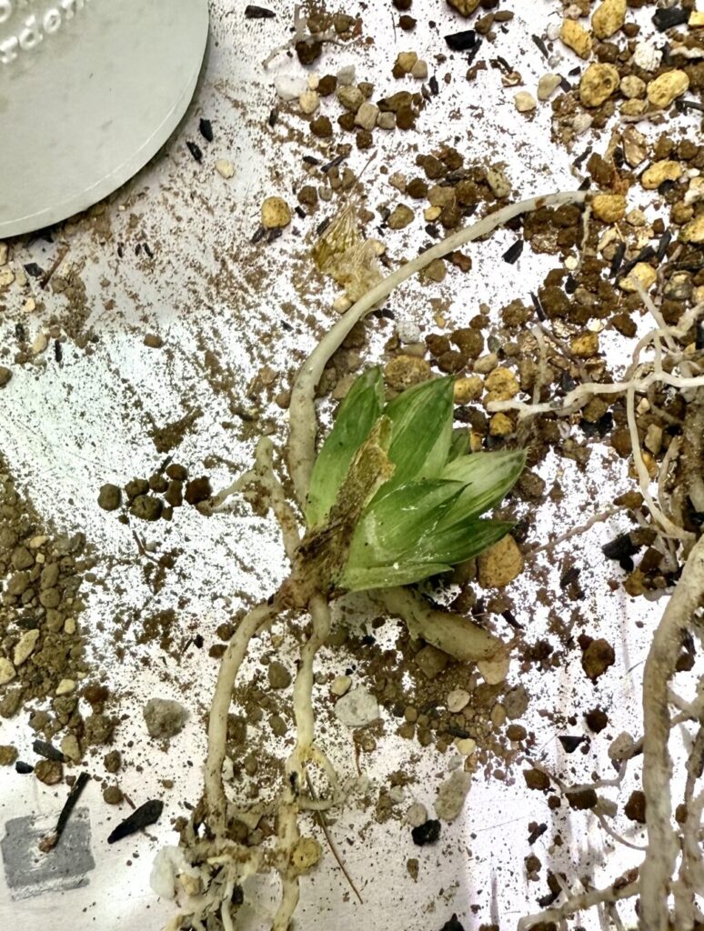 エメラルドLED錦