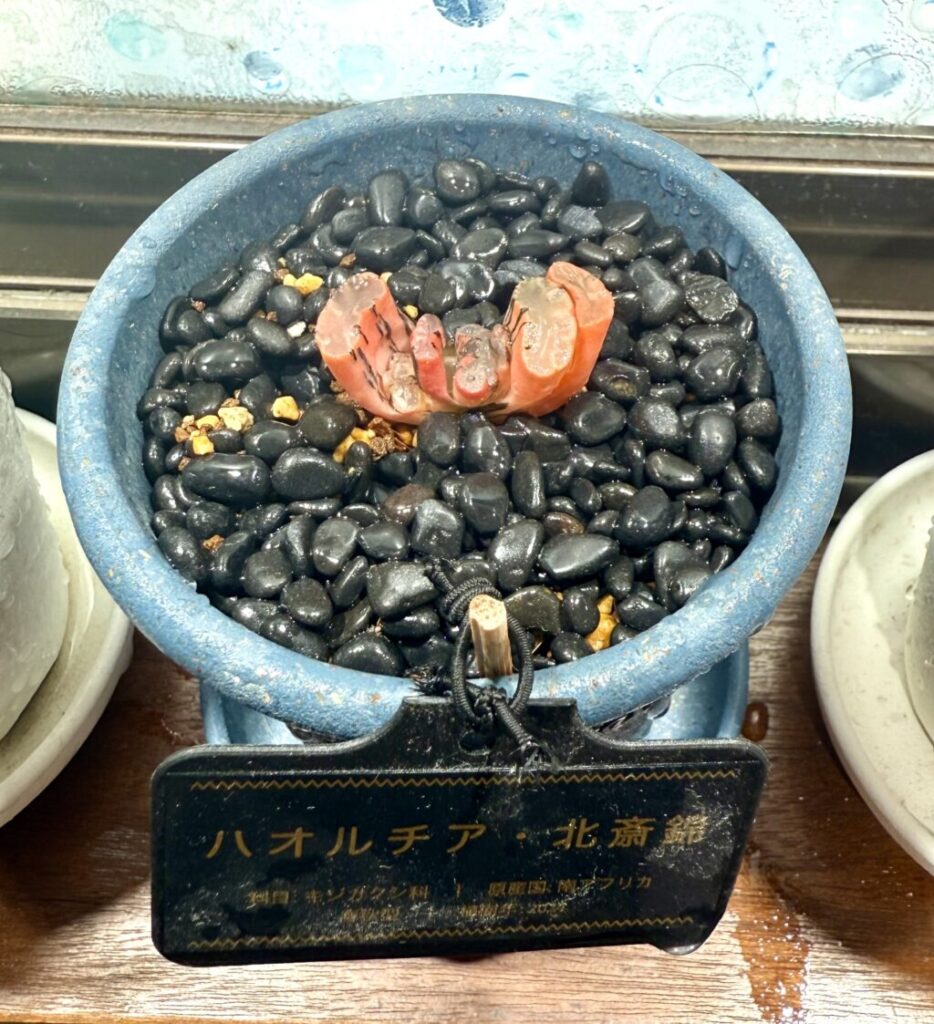 北斎錦