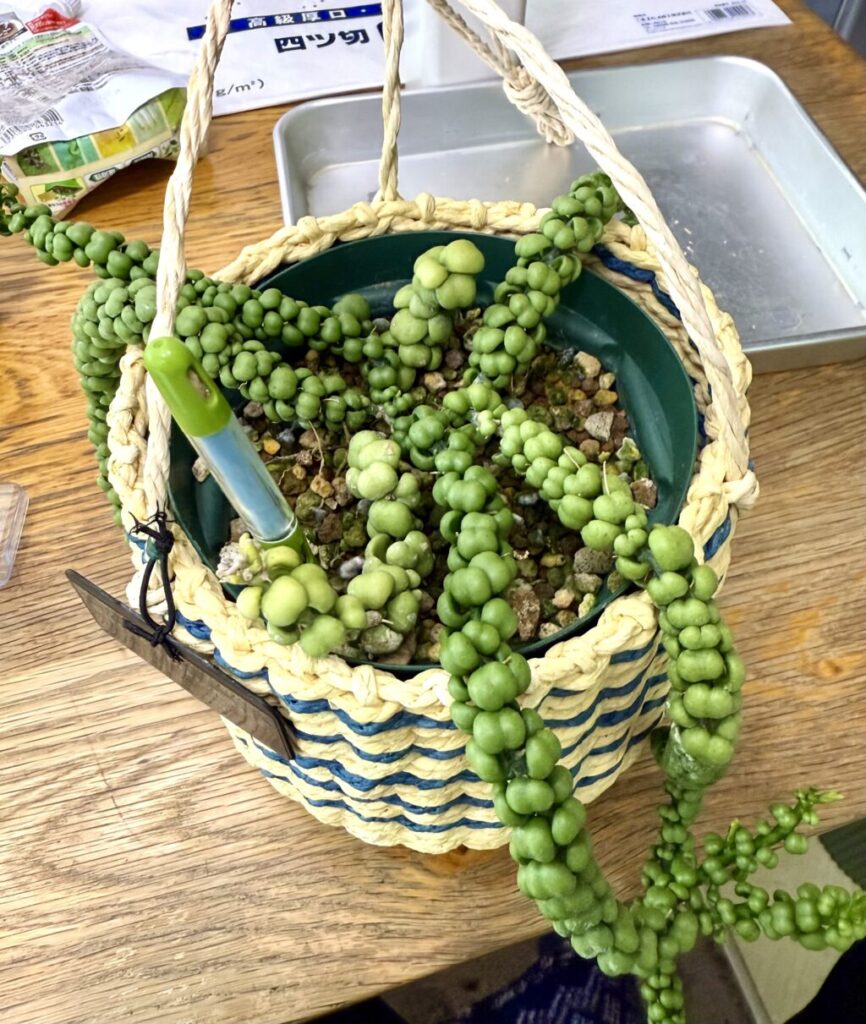 ディスキディア・ヌンムラリア″ドラゴンジェイド″