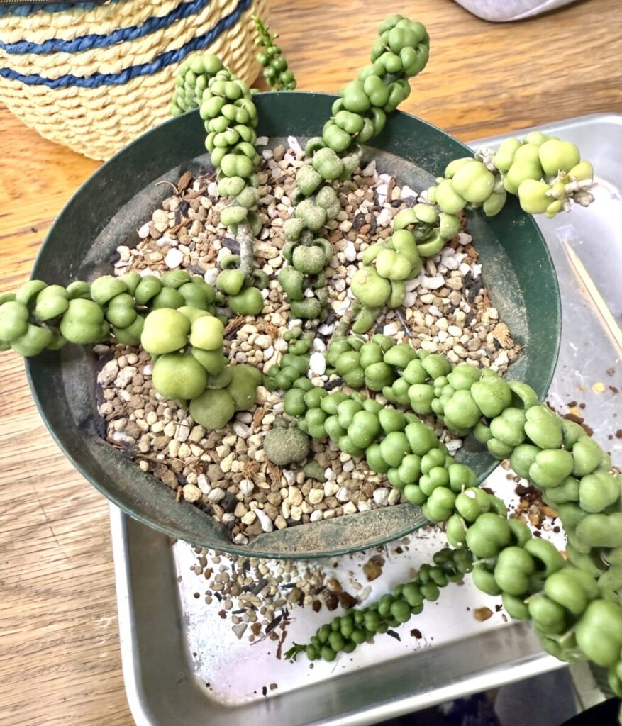 ディスキディア・ヌンムラリア″ドラゴンジェイド″