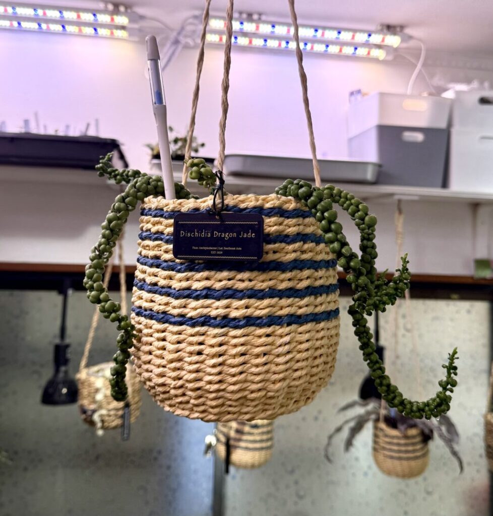 ディスキディア・ヌンムラリア″ドラゴンジェイド″