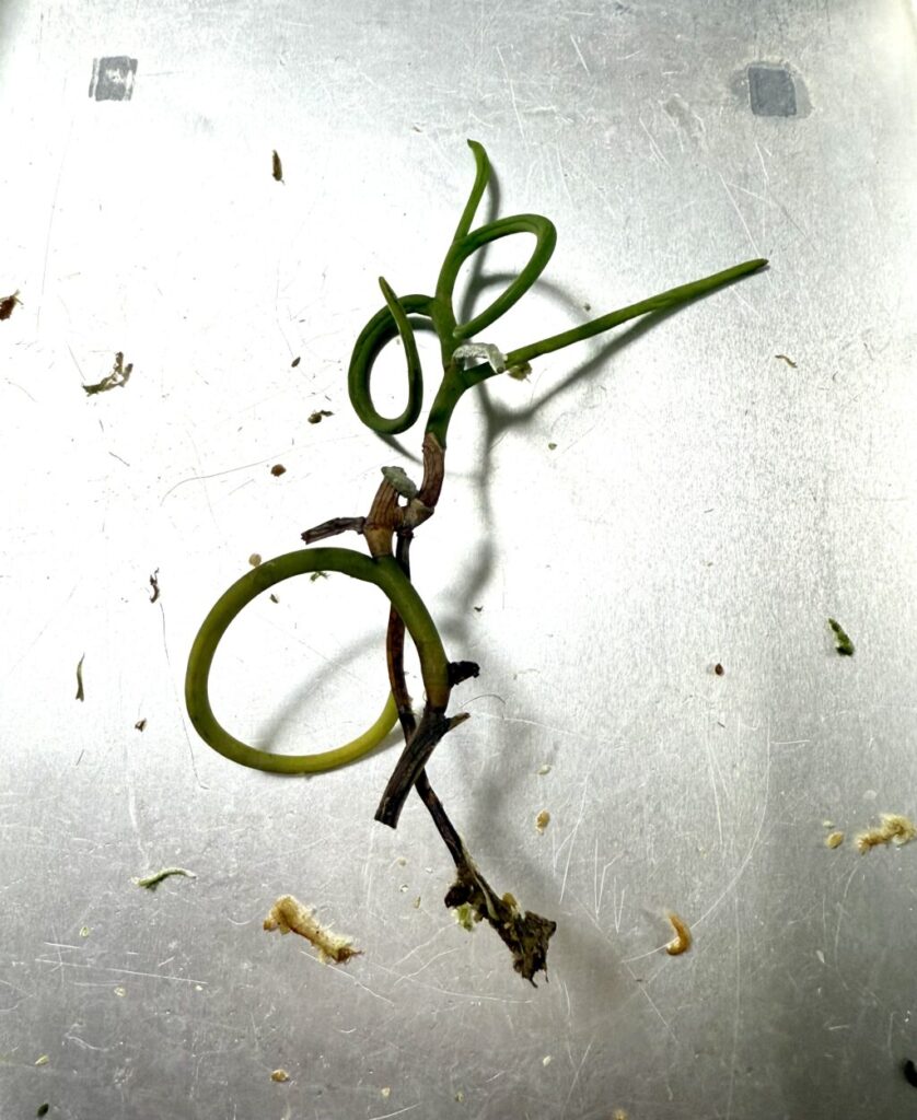 パピリオナンセ・パオパオ・オリンピックリング