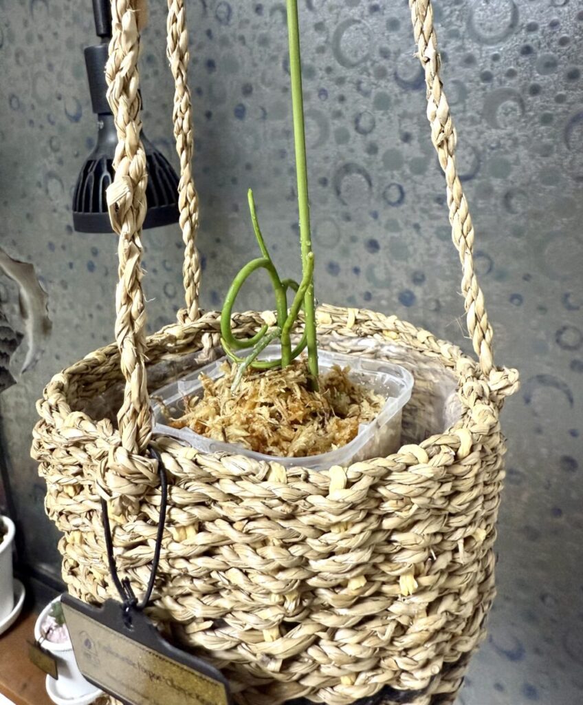 パピリオナンセ・パオパオ・オリンピックリング