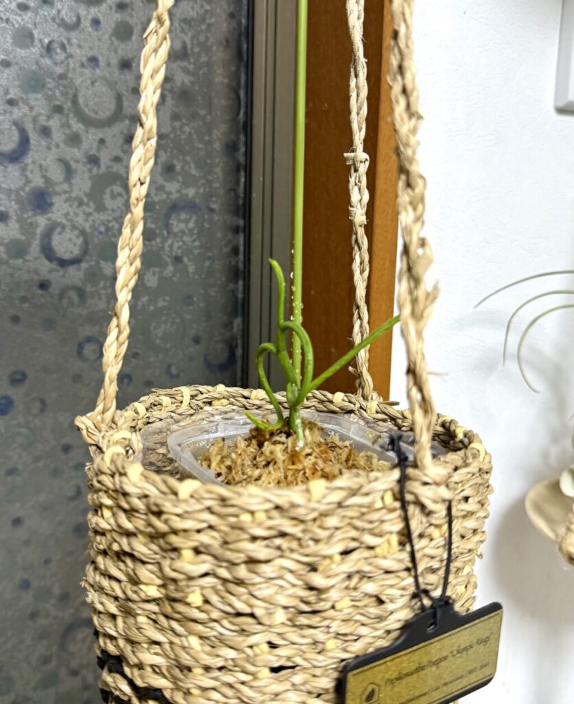 パピリオナンセ・パオパオ・オリンピックリング