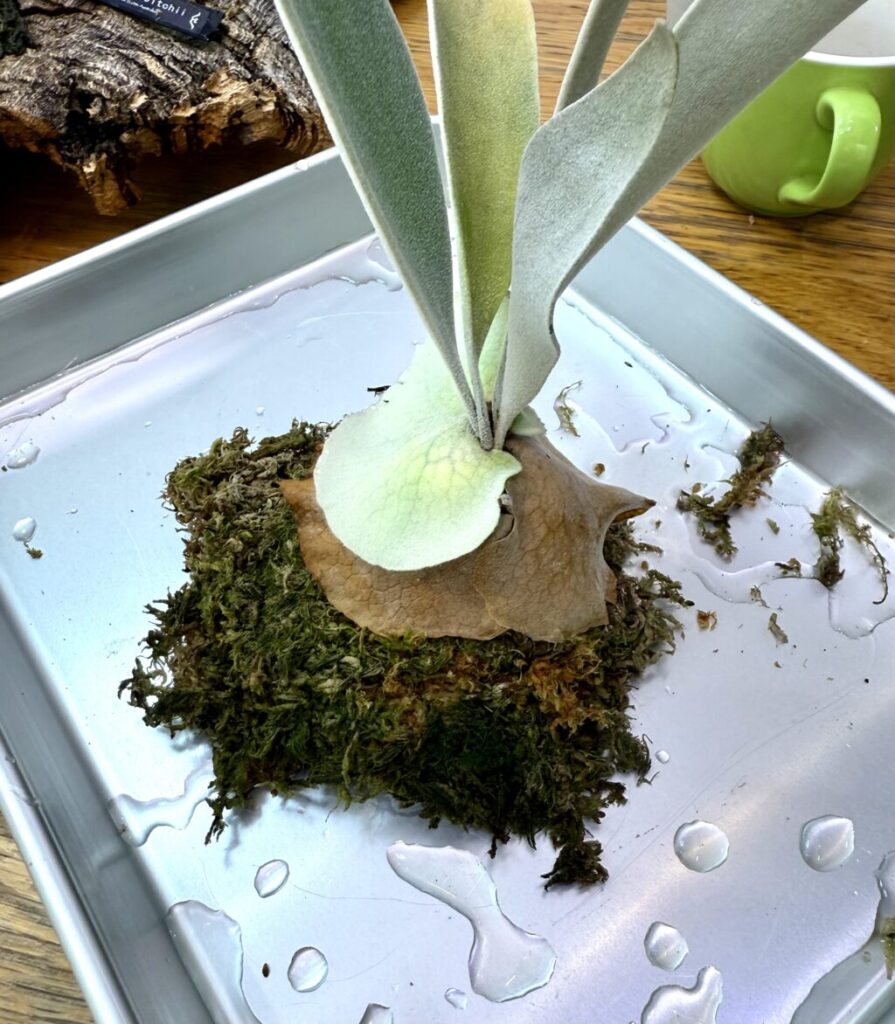 ビカクシダ・ベイチー