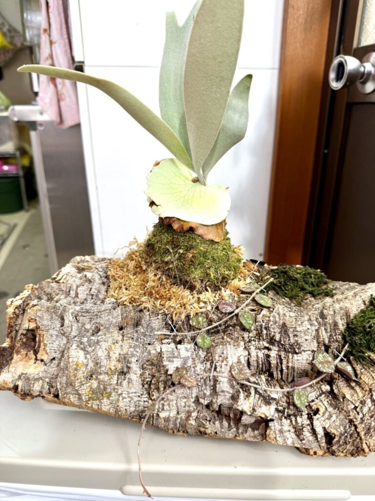 ビカクシダ・ベイチー