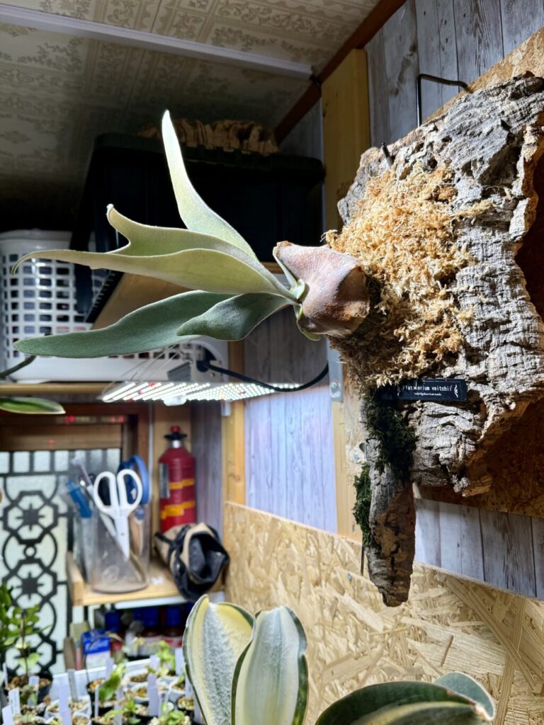 ビカクシダ・ベイチー