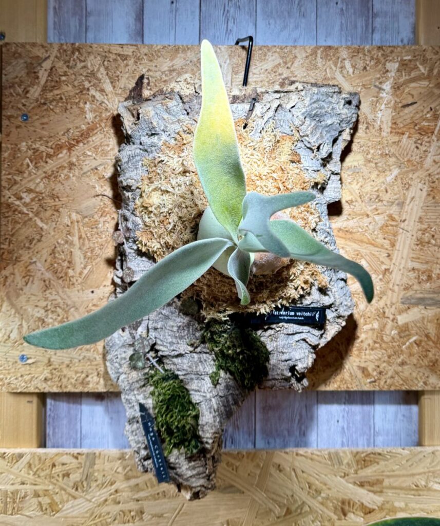 ビカクシダ・ベイチー