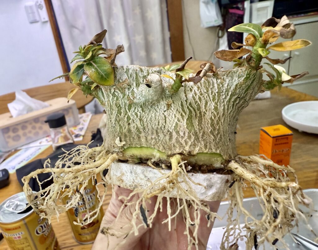 アデニウム・アラビカム