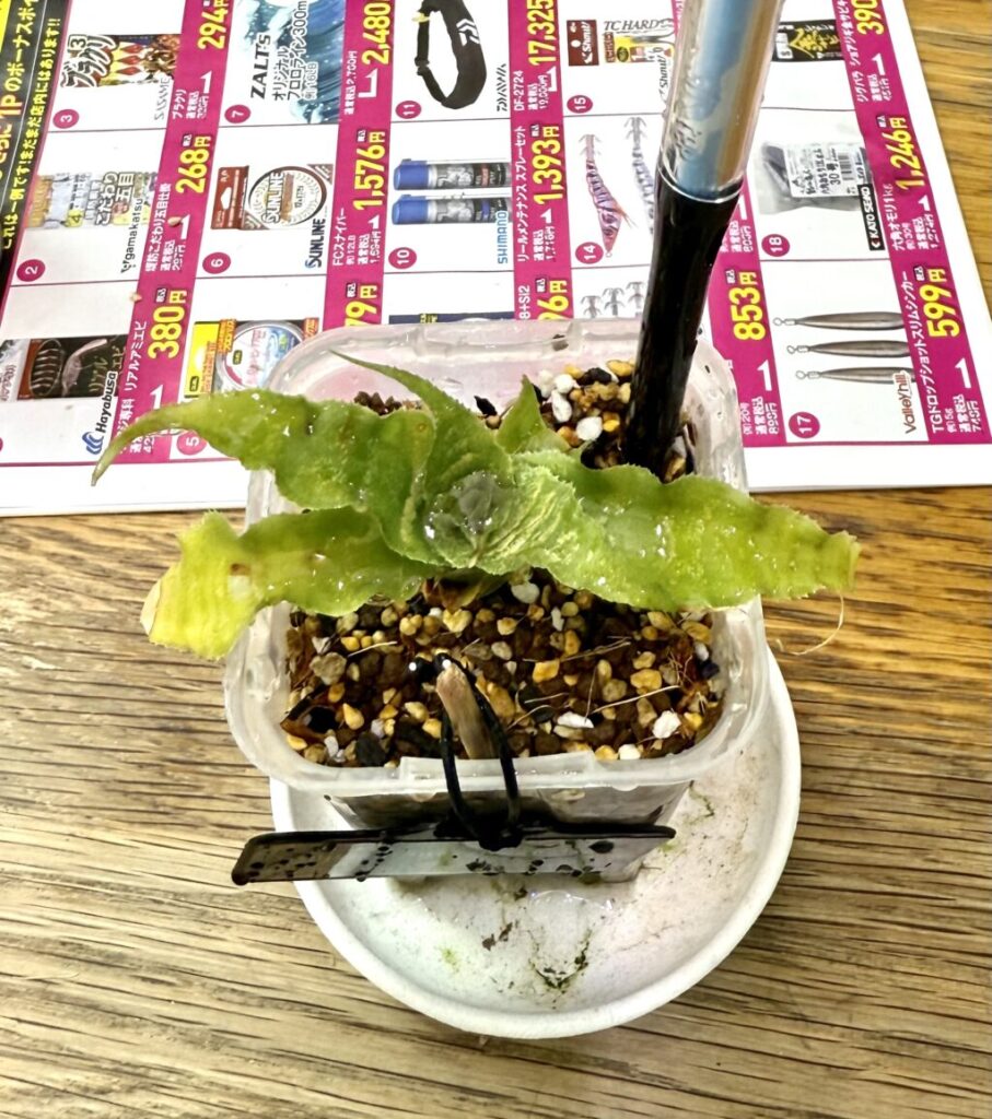 クリプタンサス・グリーンタイガー