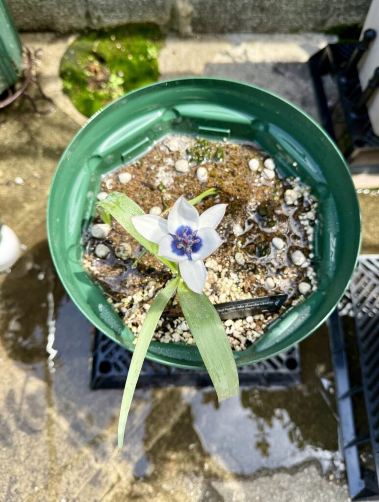 アルバコエルレア・オクラータ