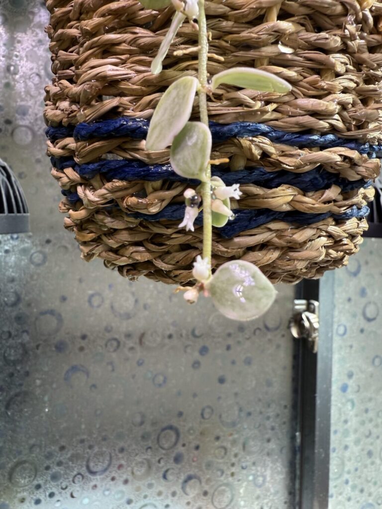 ディスキディア・ヌンムラリア″バリエガータ″