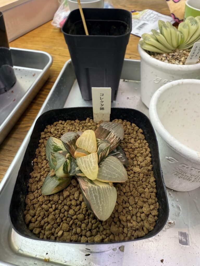 ハオルチア・コレクタ錦