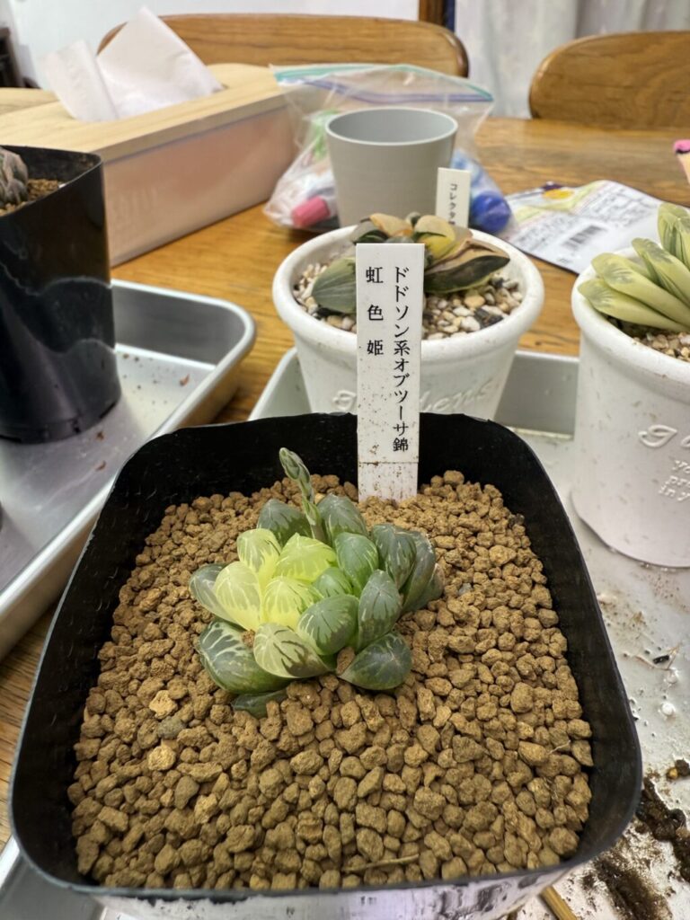 春なので多肉植物増やしてみた① | WestFarm