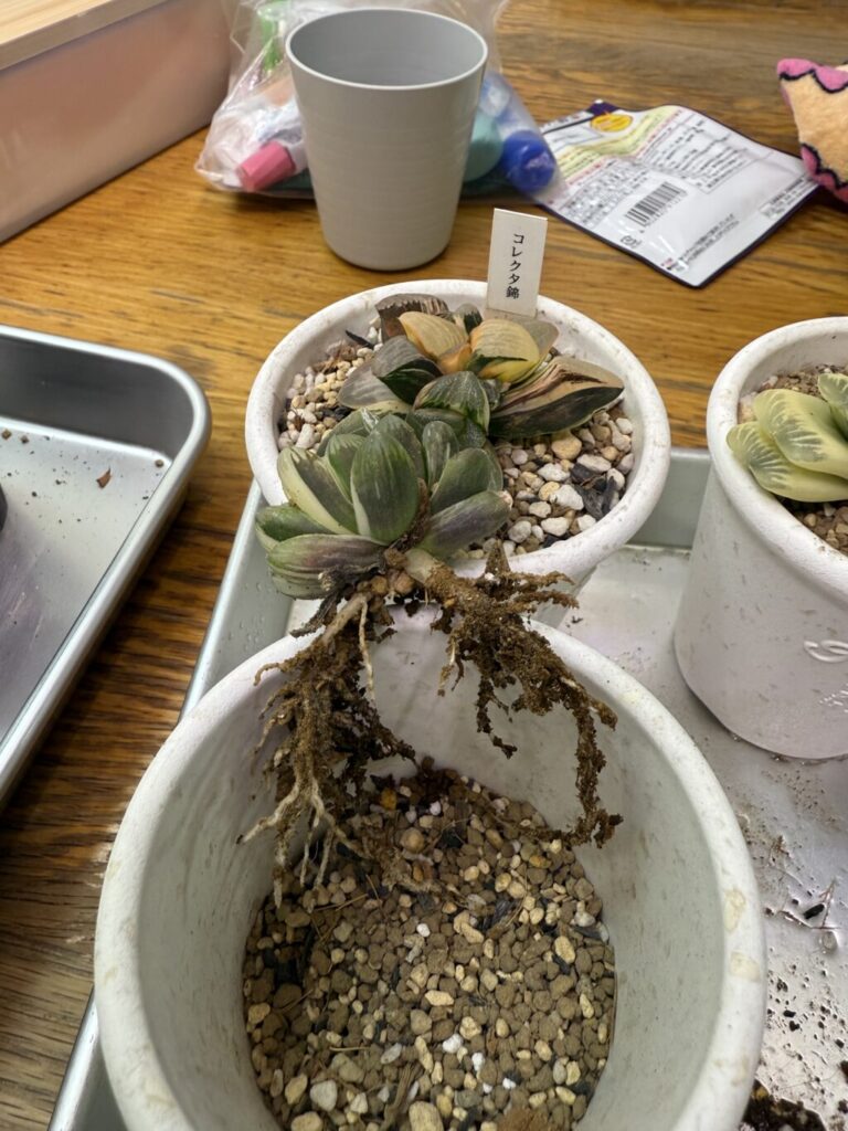 ハオルチア・ドドソン紫オブツーサ″虹色姫″