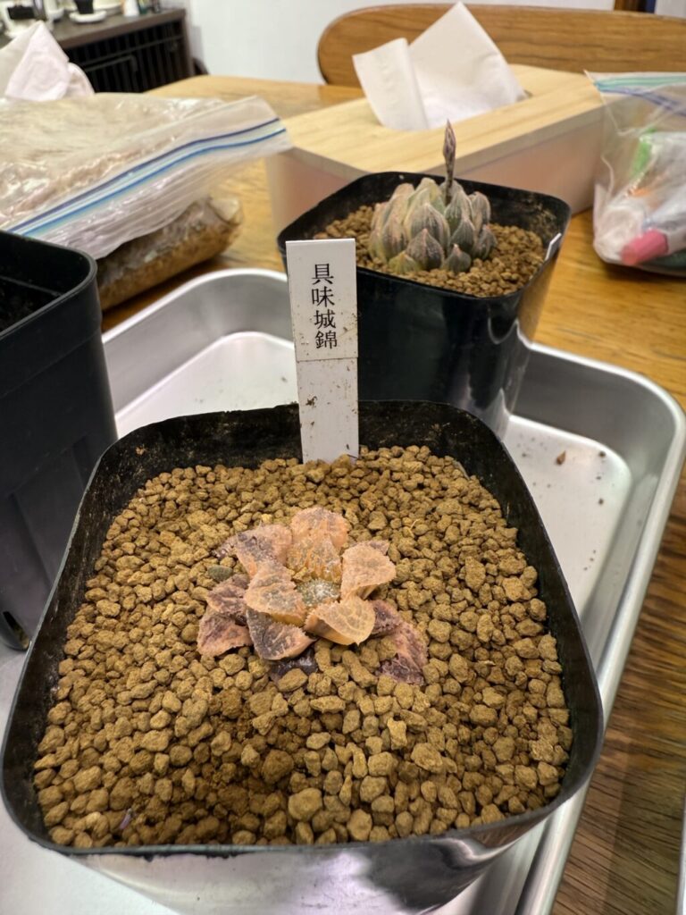 ハオルチア・具味城錦