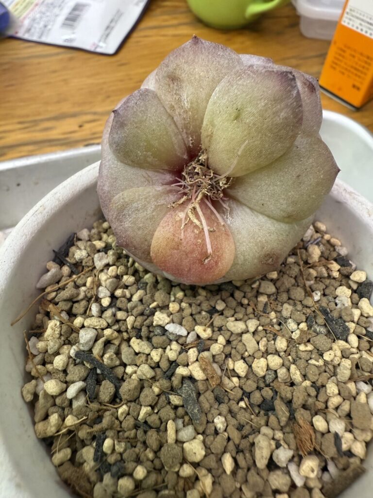 エケベリア・梨花暮雨