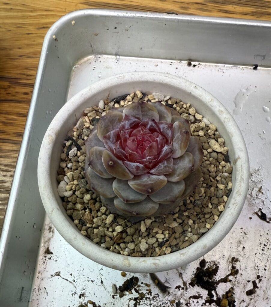 エケベリア・梨花暮雨