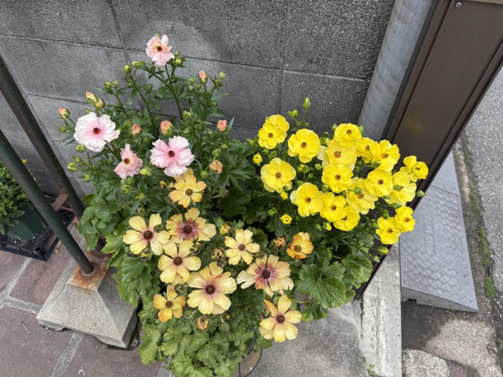 ラナンキュラス・ラックス