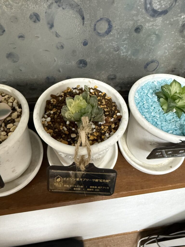 ハオルチア・ドドソン紫オブツーサ″虹色姫″