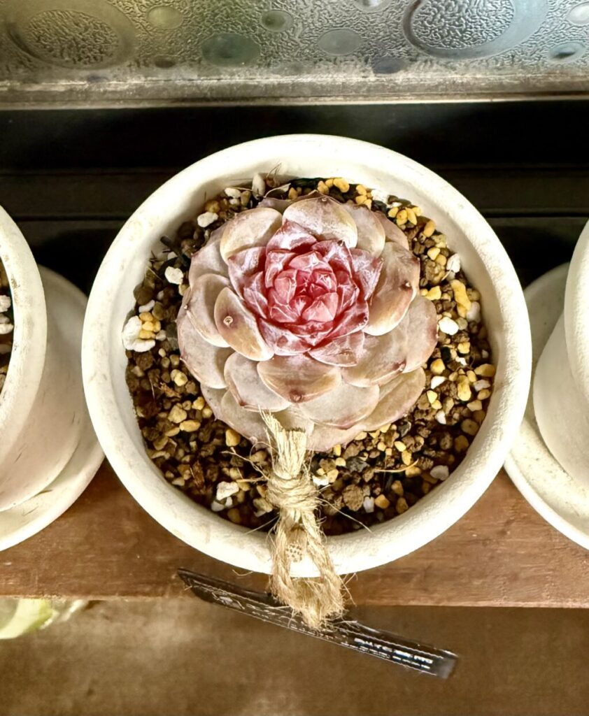 エケベリア・梨花暮雨