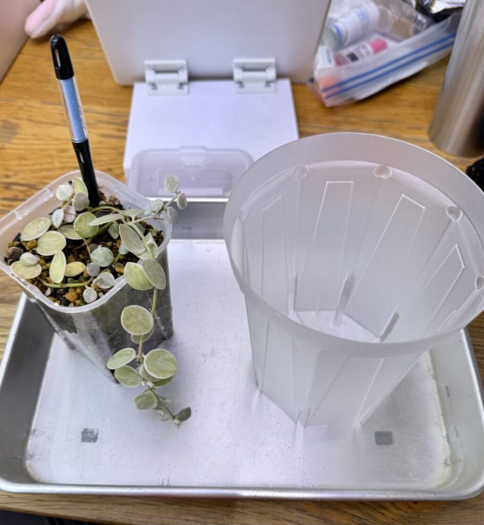 ディスキディア・ヌンムラリア″バリエガータ″