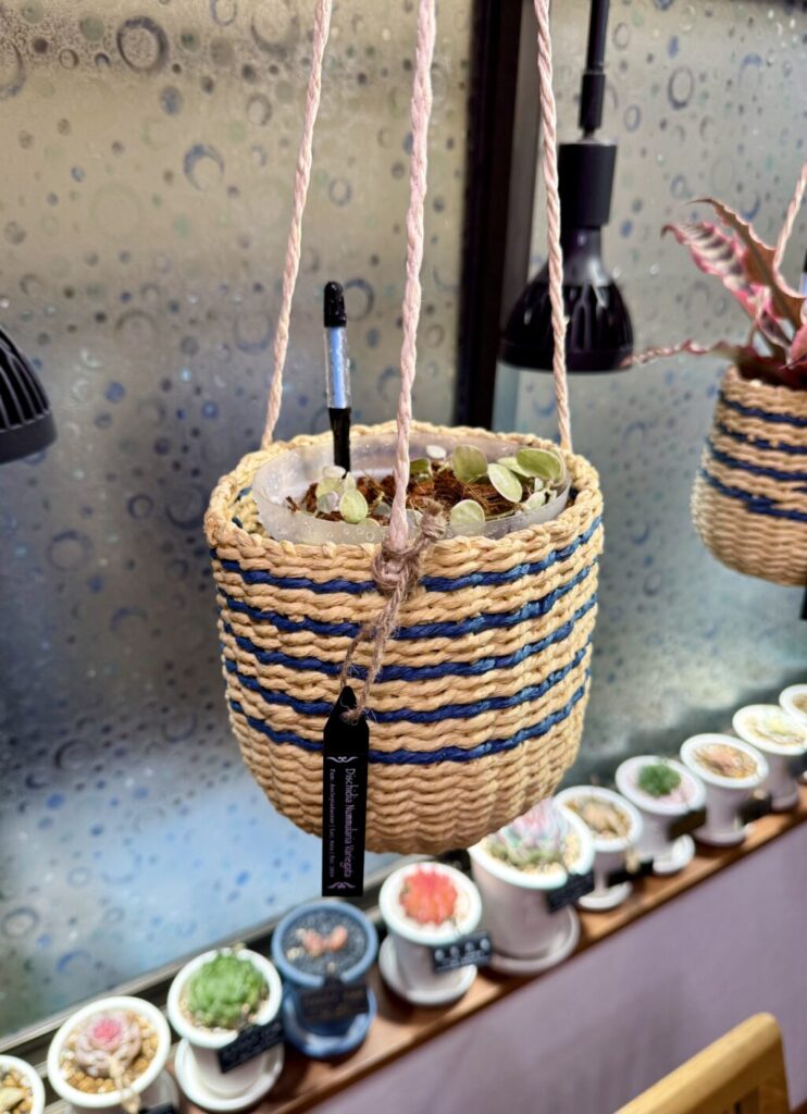 ディスキディア・ヌンムラリア″バリエガータ″