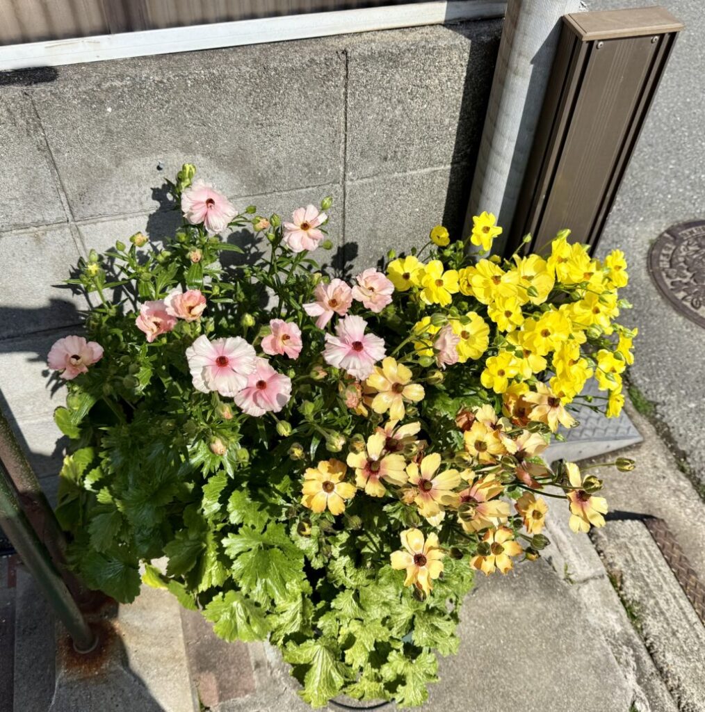 ラナンキュラス・ラックス