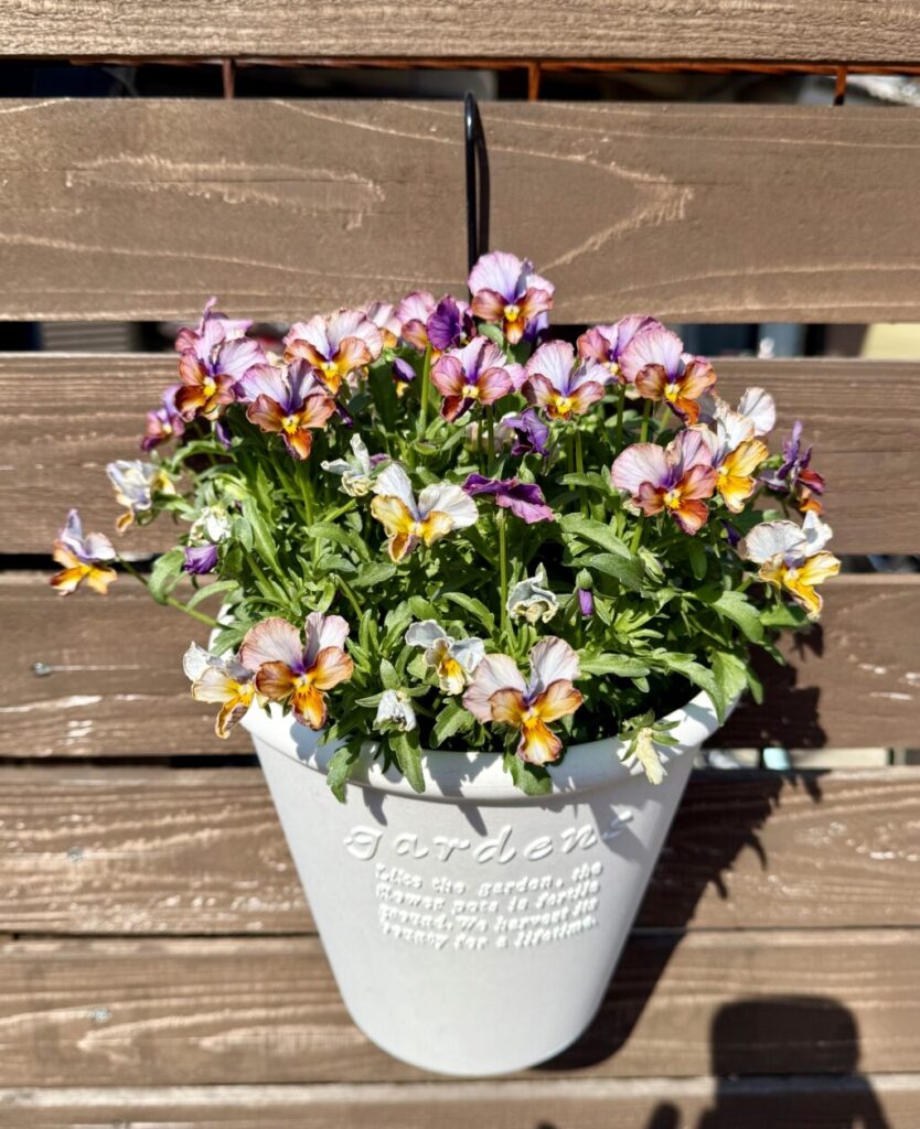 ビオラ・ヌーヴェルバーグ