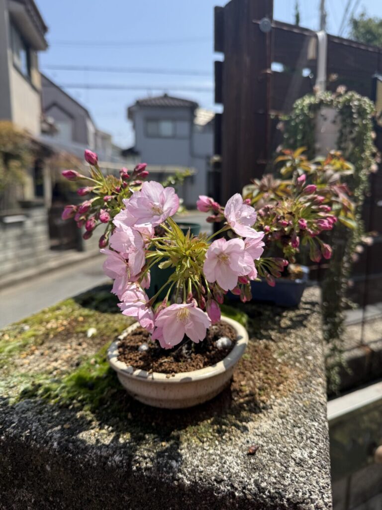 旭山桜
