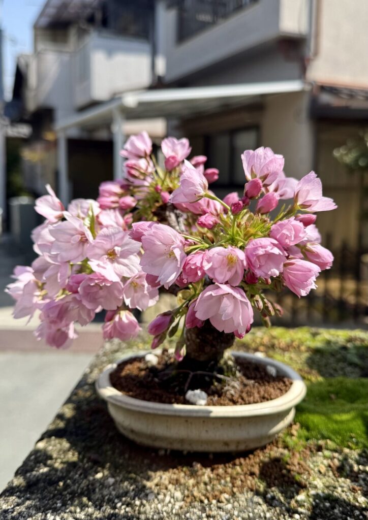 旭山桜