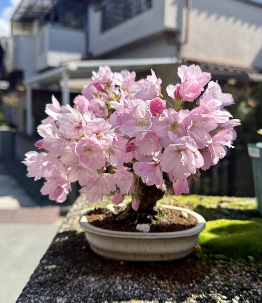 旭山桜