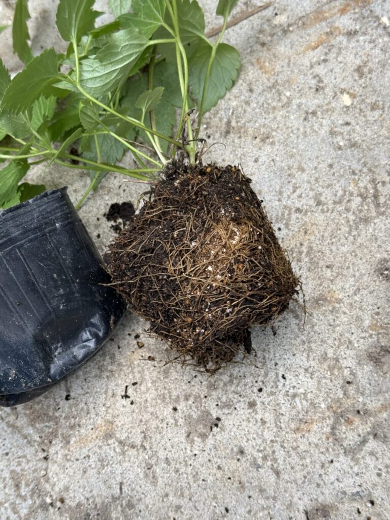 クレマチス・パープルスパイダー