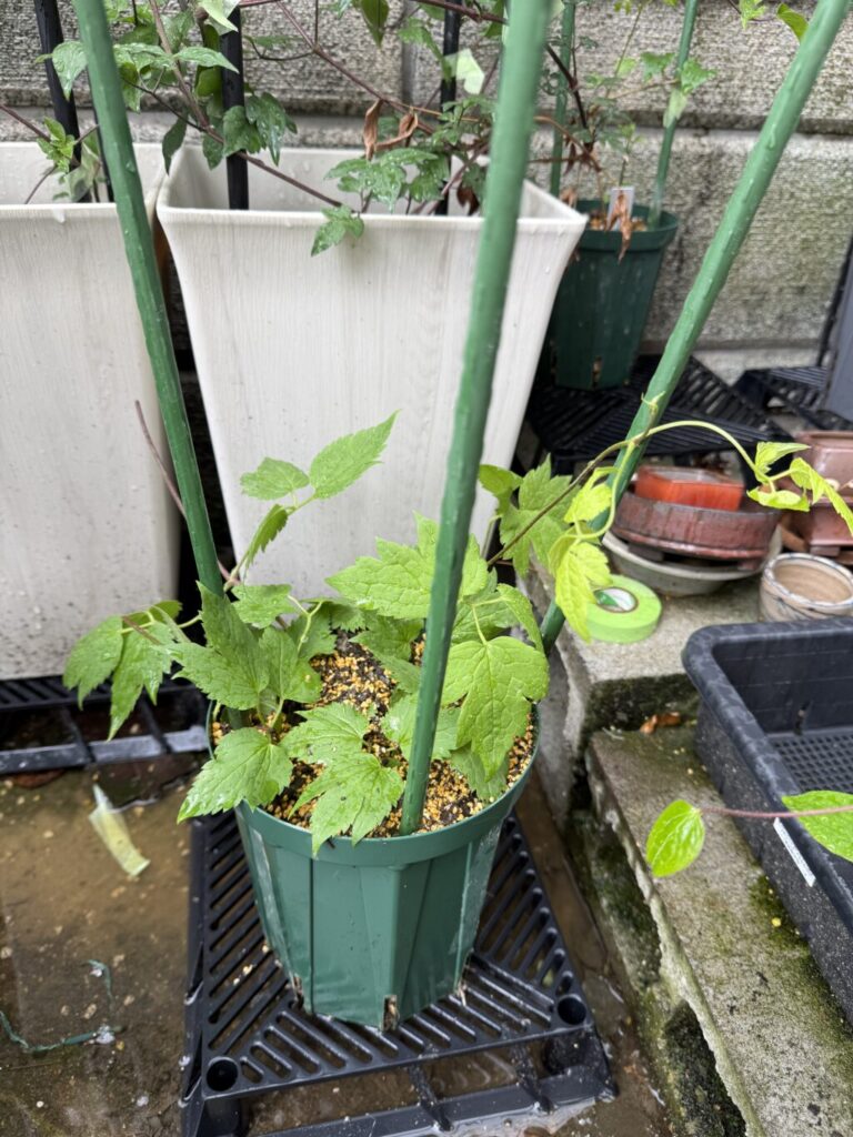 クレマチス・パープルスパイダー