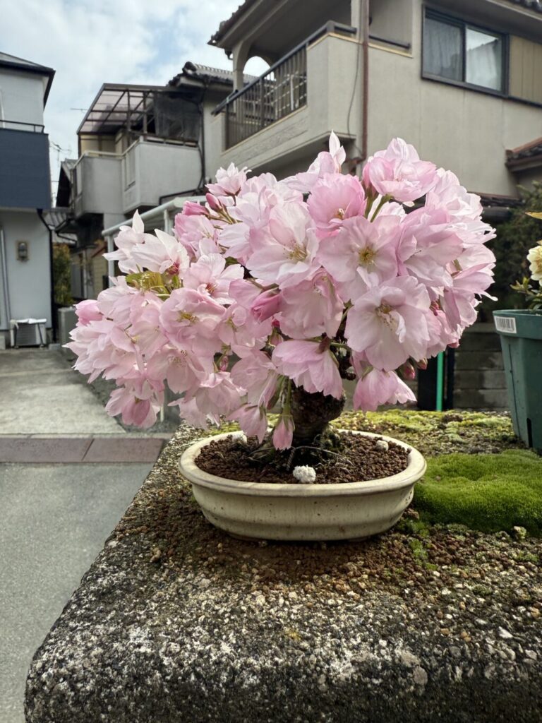 旭山桜