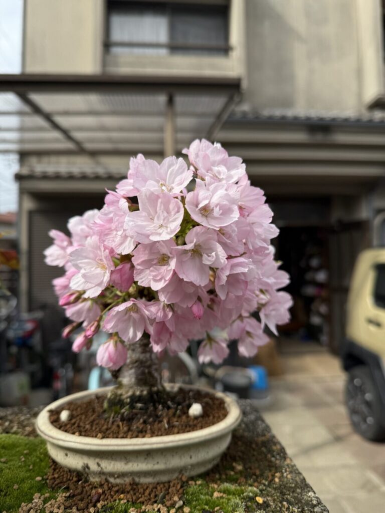 旭山桜
