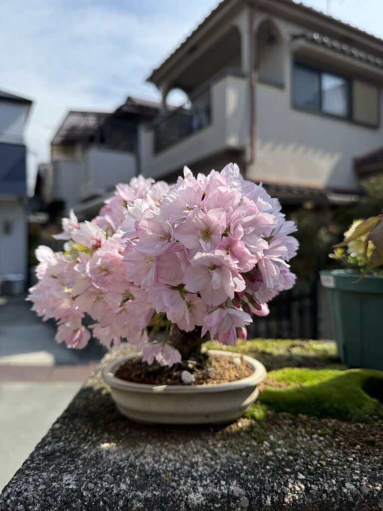 旭山桜